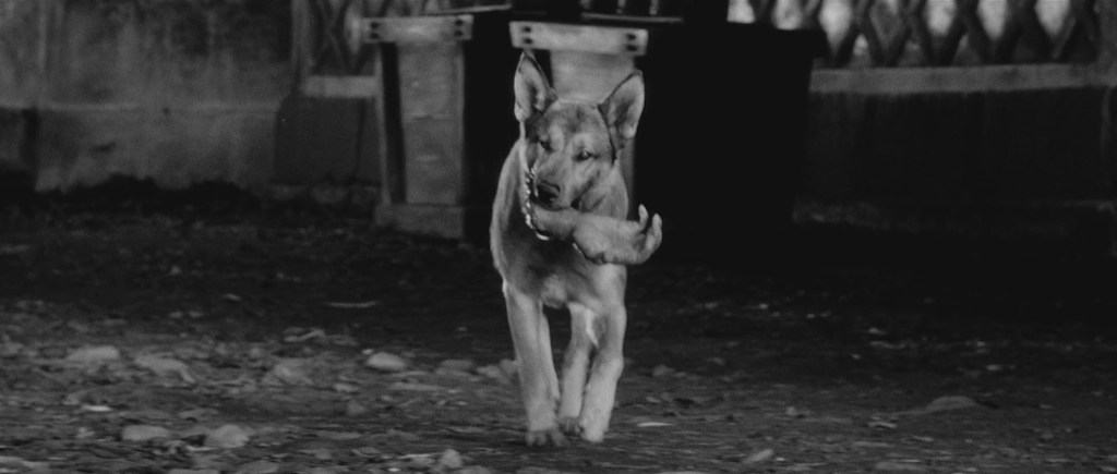 yojimbo dog and hand