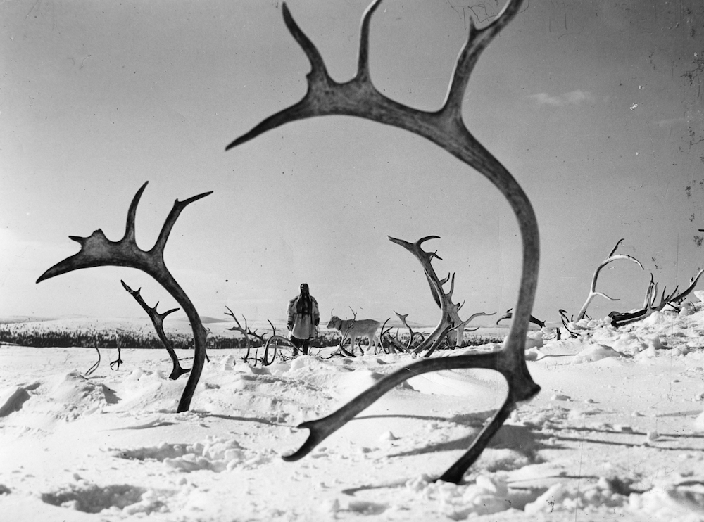 the white reindeer header